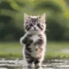 😺