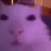 😺