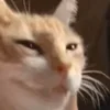 😺