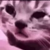 😿