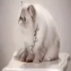 😾