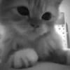 🐾