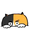 🐱
