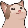 🐱