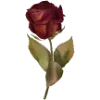 🌹