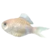 🐠