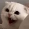 😂