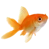 🐠