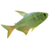 🐠