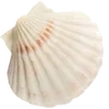 🐠