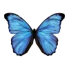 🦋