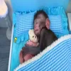 💤