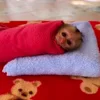 🛏