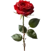 🌹