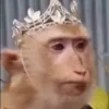 👑