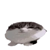 🐈