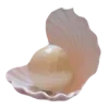 🐚