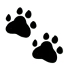 🐾