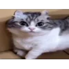 😺
