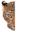 🐆