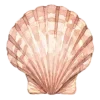 🐚