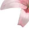 🫁