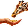 🦒