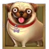 🐶