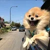 🐕