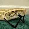 🐍