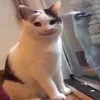 😸