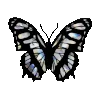 🦋