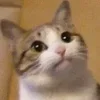 🐈