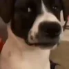 🫀