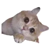 🐈‍⬛