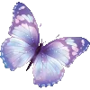 🦋