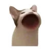 😽