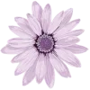 🌸