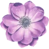🌸