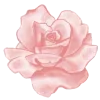 🌸