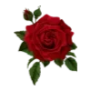 🌹