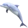 🐬