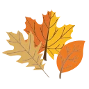 🍁