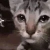 🥺