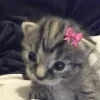 🎀