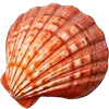 🐚