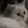 🥺