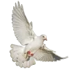 🕊️