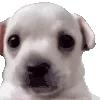 🫨