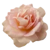🌷